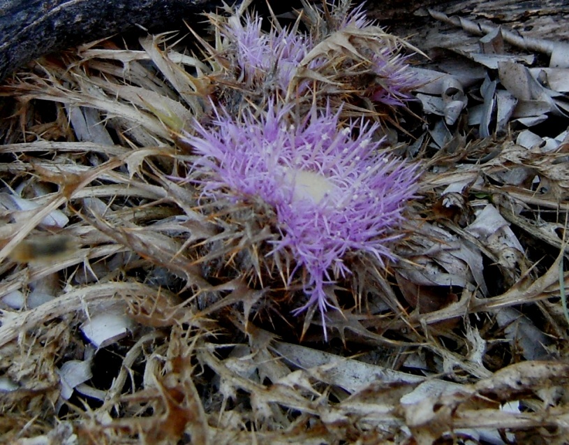 Carlina gummifera (=Atractylis gummifera) / Masticogna laticifera